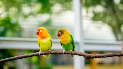 pair of lovebird agapornis fischery perching on the branch