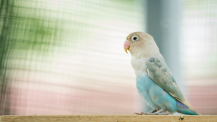 cute and colorful lovebird agapornis fischery perching on the breeding box