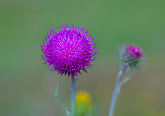 Thistle