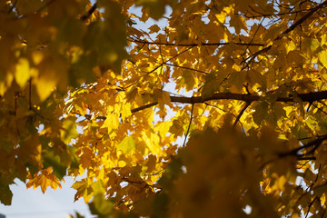 yellow leaves on the trees. yellow tree branches against the sky