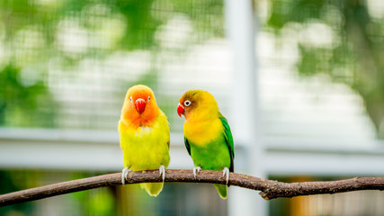pair of lovebird agapornis fischery perching on the branch