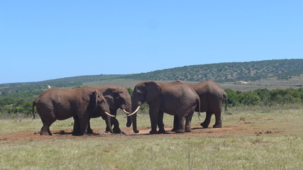 Fototapeta premium Elefants at a water hole in the wilderness of Africa