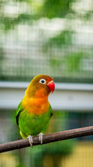 cute and colorful lovebird agapornis fischery perching on the branch