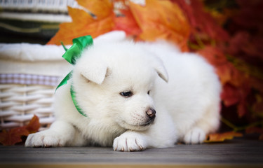 Akita puppy in autumn leaves in a basket