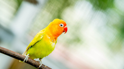 cute and colorful lovebird agapornis fischery perching on the branch