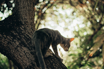 cat playing / cat playing on the tree /  wild cat / little wild cat / gray cat / adventure of cat