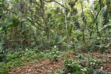 Brazil jungle