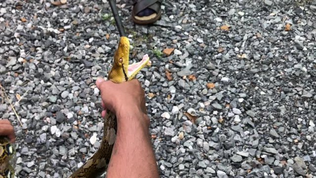 Python snatch a bite. People are catching the Python. 