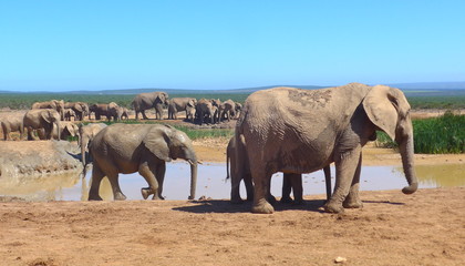 Fototapeta premium Elefants at a water hole in the wilderness of Africa