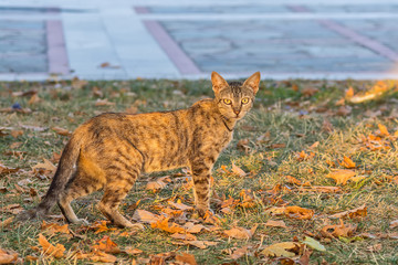 Naklejka premium Street cat portrait