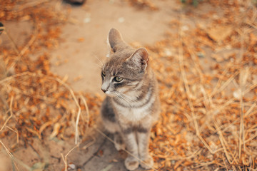 Cat gray / cat gray on the garden / cat / cats / cute cats / gatos cinzentos 