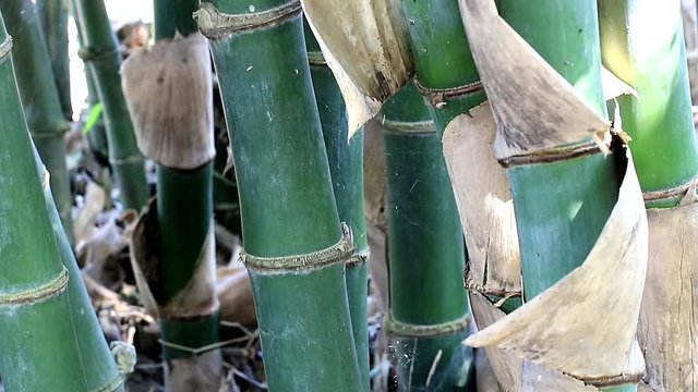 Long thick green healthy Bamboo growing in the Thailand forest