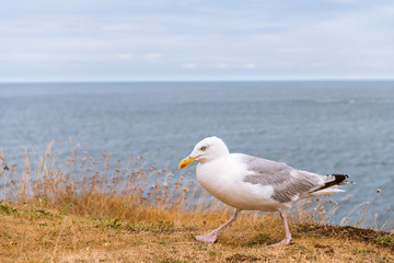 Obraz premium European herring gull walking on the coast