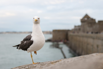 Lesser black backed gull standing on one foot on the wall of Saint Malo