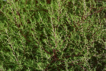 Bassia scoparia (Kokia scoparia) / Background