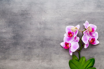Beauty orchid on a gray background. Spa scene.