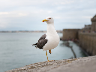 Lesser black backed gull standing on one foot on the wall of Saint Malo