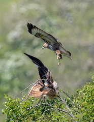 Buzzard Attacking Red Kite