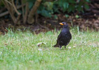 Blackbird