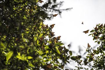 Mariposas monarca en El Rosario Michoacan México