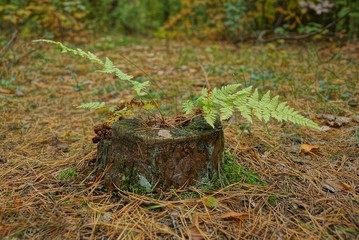 green fern leaves on an old tree stump