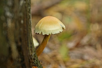 one small yellow brown mushroom on a tree in the forest