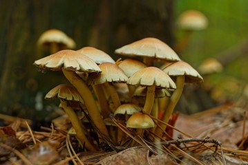 Fototapeta premium many small yellow and brown mushrooms grow on the ground in the forest