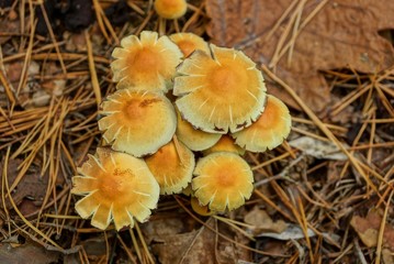 many small inedible yellow and brown mushrooms grow on the ground in the forest