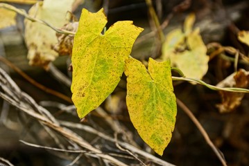 two yellow leaves on a thin branch of a plant in nature