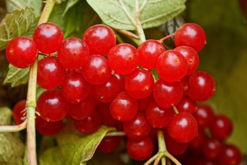 red ripe berries of viburnum on a branch with green leaves in the garden