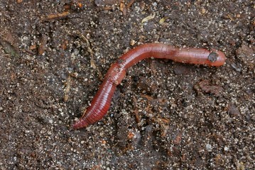 big red long worm on gray ground