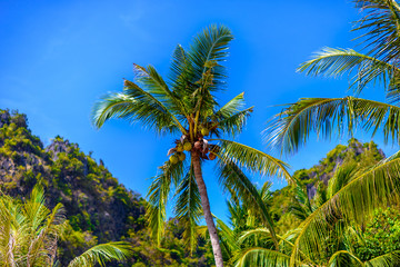 Coconut palm with coconuts with a blue sky, Railay beach west, A