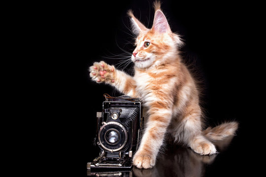 A nice maine coon kitten using an old camera on the black background. Isolated.