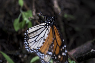 Fototapeta na wymiar Mariposa monarca en El Rosario Michoacan México