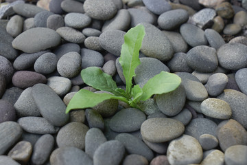 Young green plant or weed with leaves growing out of dry barren stones background. New growth rebirth of regeneration concept showing a young life surrounded by a dark environment.