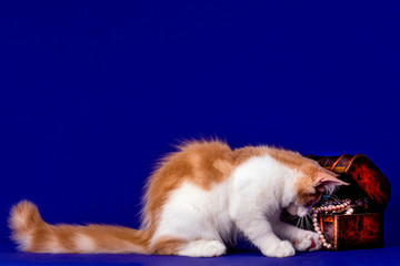 Pretty maine coon kitten in studio, blue background, isolated.
