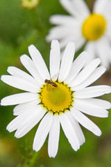 Fototapeta premium White daisy with bee - vertical
