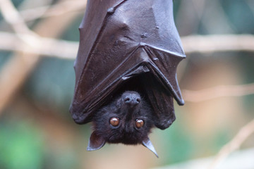 The large flying fox (Pteropus vampyrus), also known as the greater flying fox, Malayan flying fox