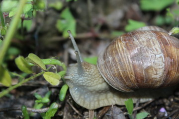 Weinbergschnecke