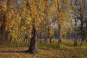 Fototapeta premium Falling oak leaves on the scenic autumn forest illuminated.