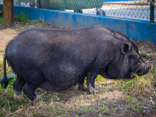 Black Vietnamese pig on the farm