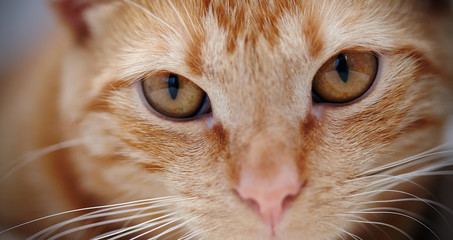 Orange eyes of a red striped cat.