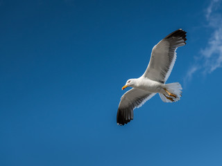 Lesser black backed gull in flight on a sunny day in summer