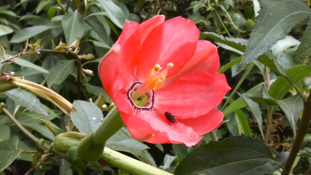 Taxo (Passiflora mixta) flowering in the cloudforest at 3,000m altitude in the Rio Pita Valley near Cotopaxi Volcano, Ecuador.