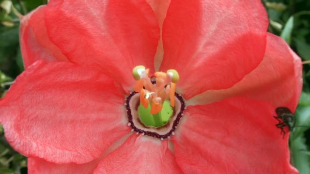 Taxo (Passiflora mixta) flowering in the cloudforest at 3,000m altitude in the Rio Pita Valley near Cotopaxi Volcano, Ecuador.