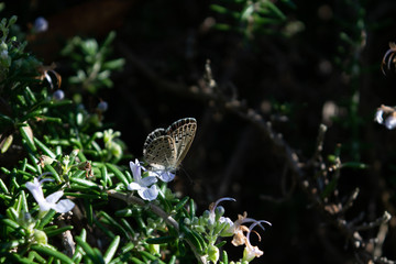 skipper03