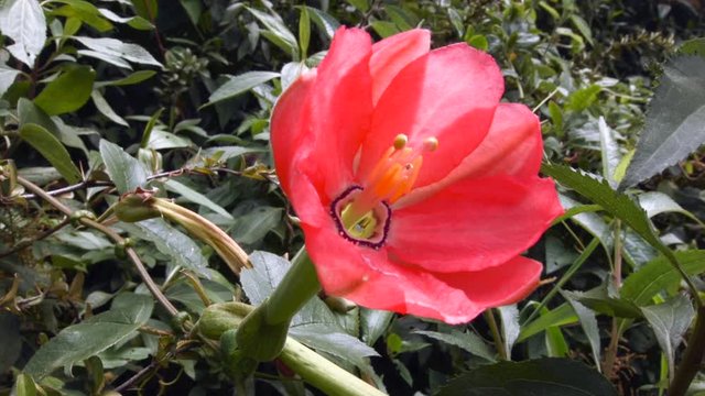 Taxo (Passiflora mixta) flowering in the cloudforest at 3,000m altitude in the Rio Pita Valley near Cotopaxi Volcano, Ecuador.