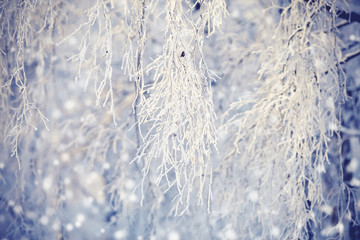 Branches in hoarfrost and snow