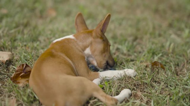 A young basenji puppy playing with a toy.
