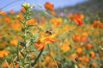flower and bee